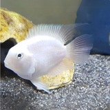 Live Fish White Polar Parrot | Semi Adult