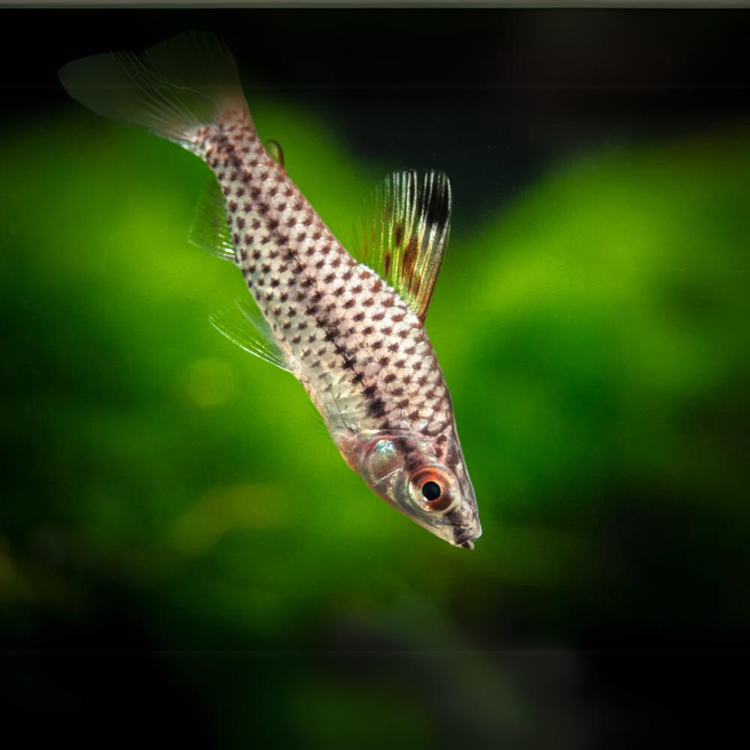 Spotted Head Stander | Planted Tank Fish | Single