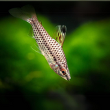 Spotted Head Stander | Planted Tank Fish | Single