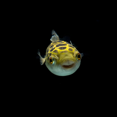 Live Fish Green Puffer (2 Inches) | Single