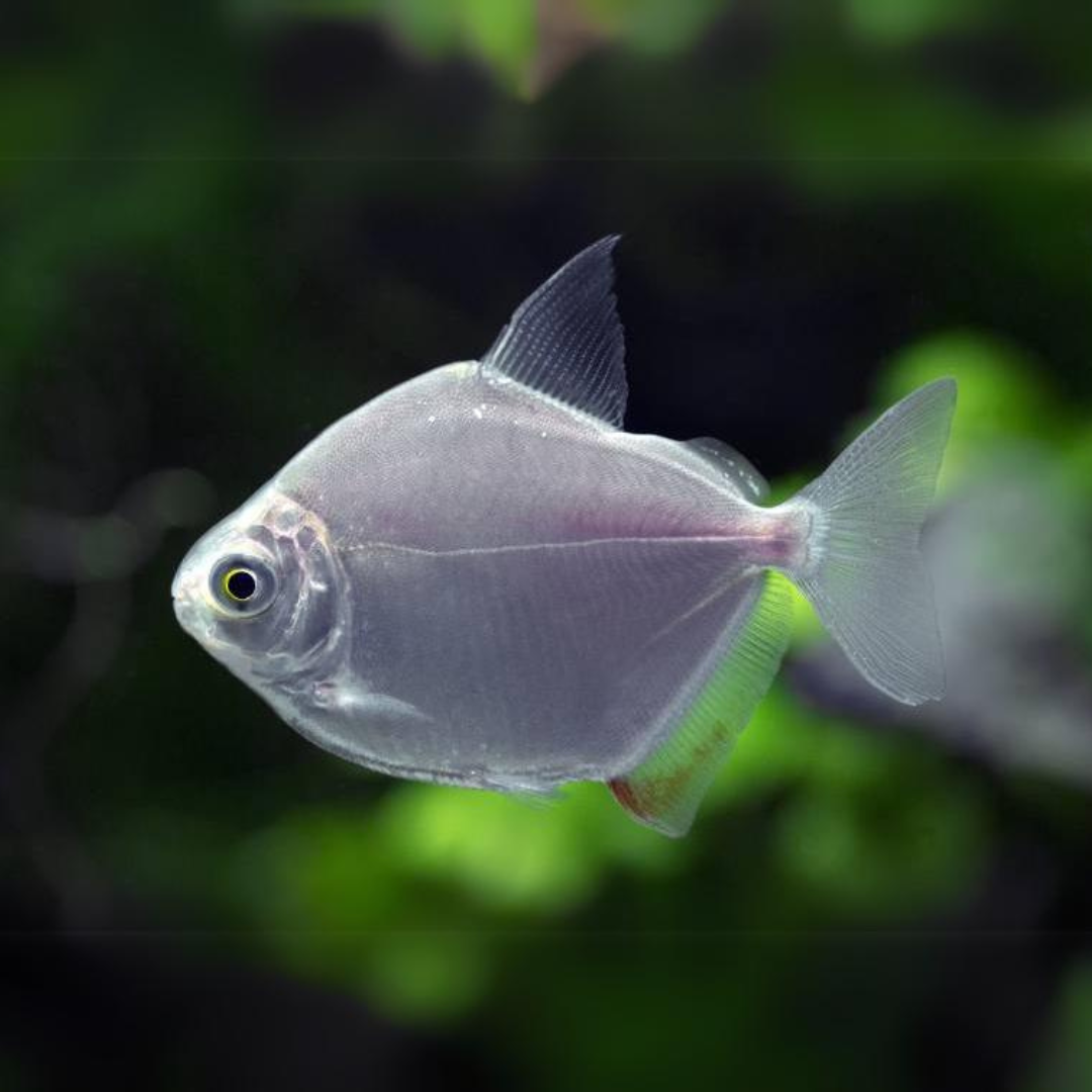 Live Fish Silver Dollar (3 -4 Inches) | Single