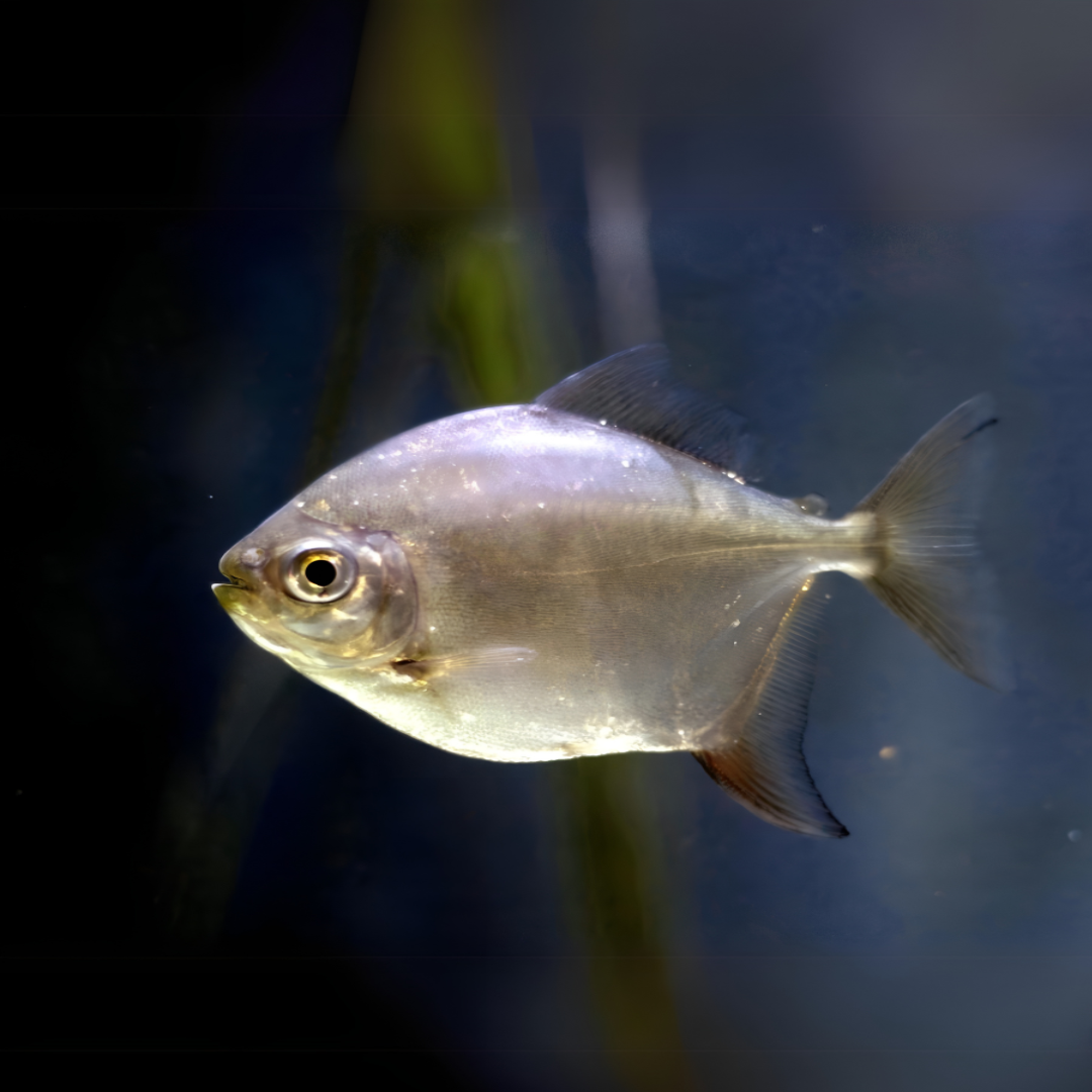 Live Fish Silver Dollar (3 -4 Inches) | Single