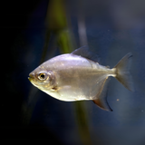 Live Fish Silver Dollar (3 -4 Inches) | Single