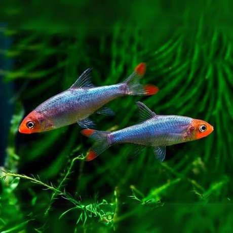 Live Fish Sabwa Rasbora | Asian Rummy Nose | Planted Tank Fish | Pair