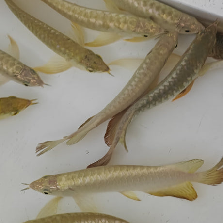 Live Fish Arowana 24k Golden (8 - 9 Inches) | Single