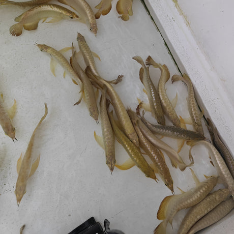 Live Fish Arowana 24k Golden (8 - 9 Inches) | Single