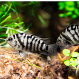 Live Fish Convict Cichlid | Single