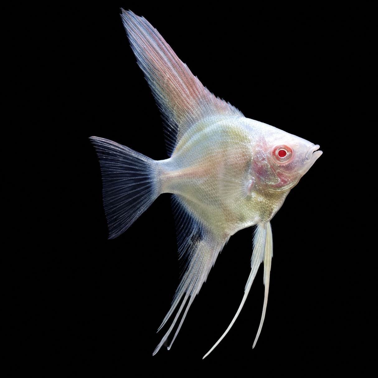 Live Fish Manacapuru Albino Angel | Single