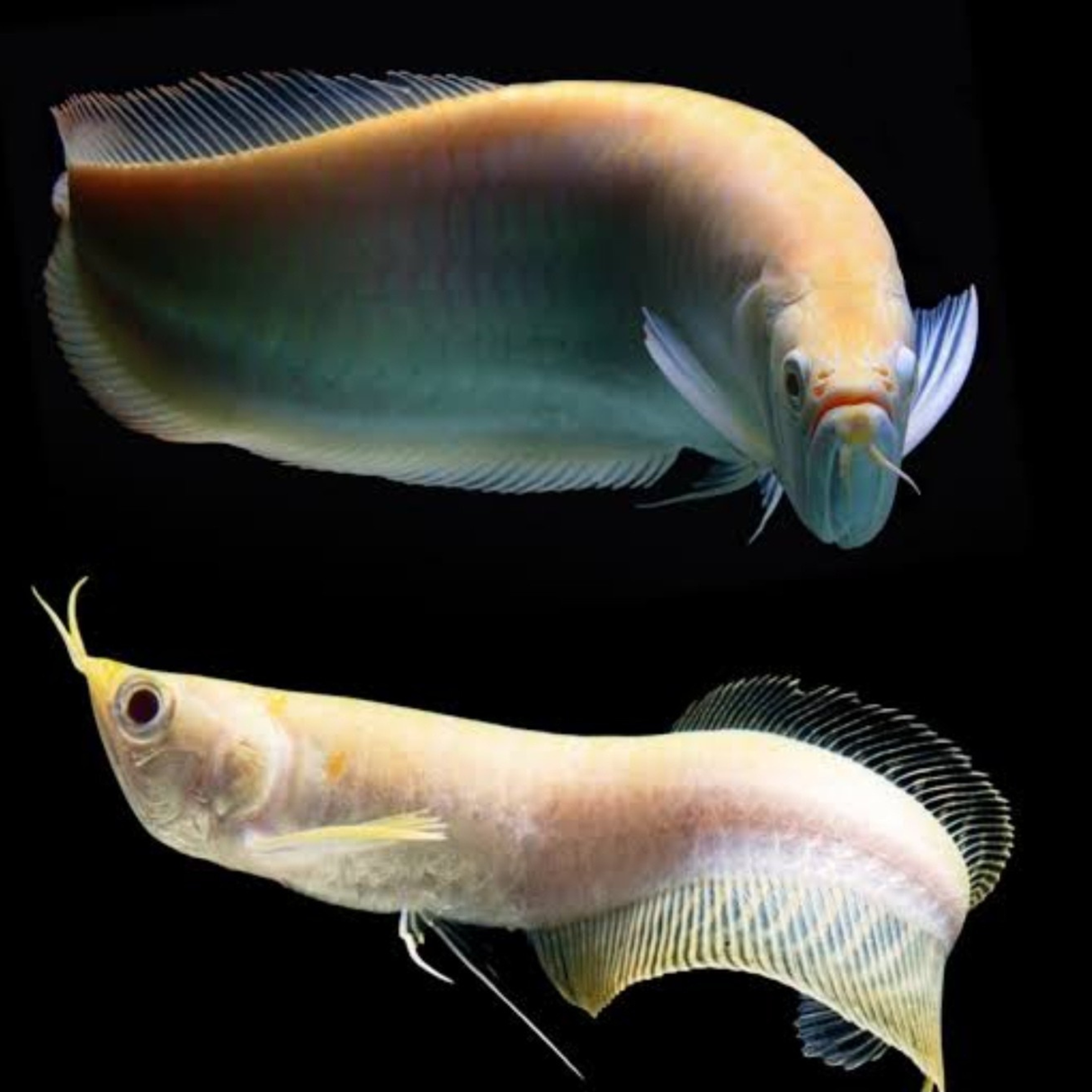Live Fish Albino Platinum Silver Arowana (4-5) Inches