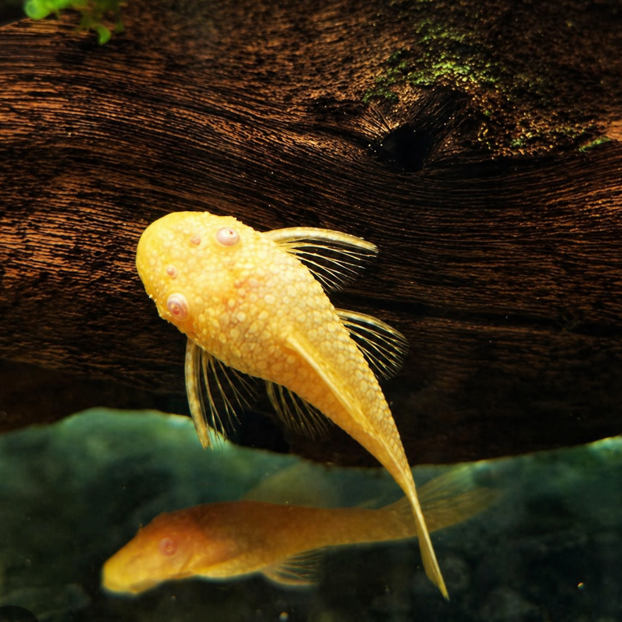 Bristlenose Pleco ಮೀನು | ಕಪ್ಪು | ಗಾತ್ರ 1" ರಿಂದ 1.5"