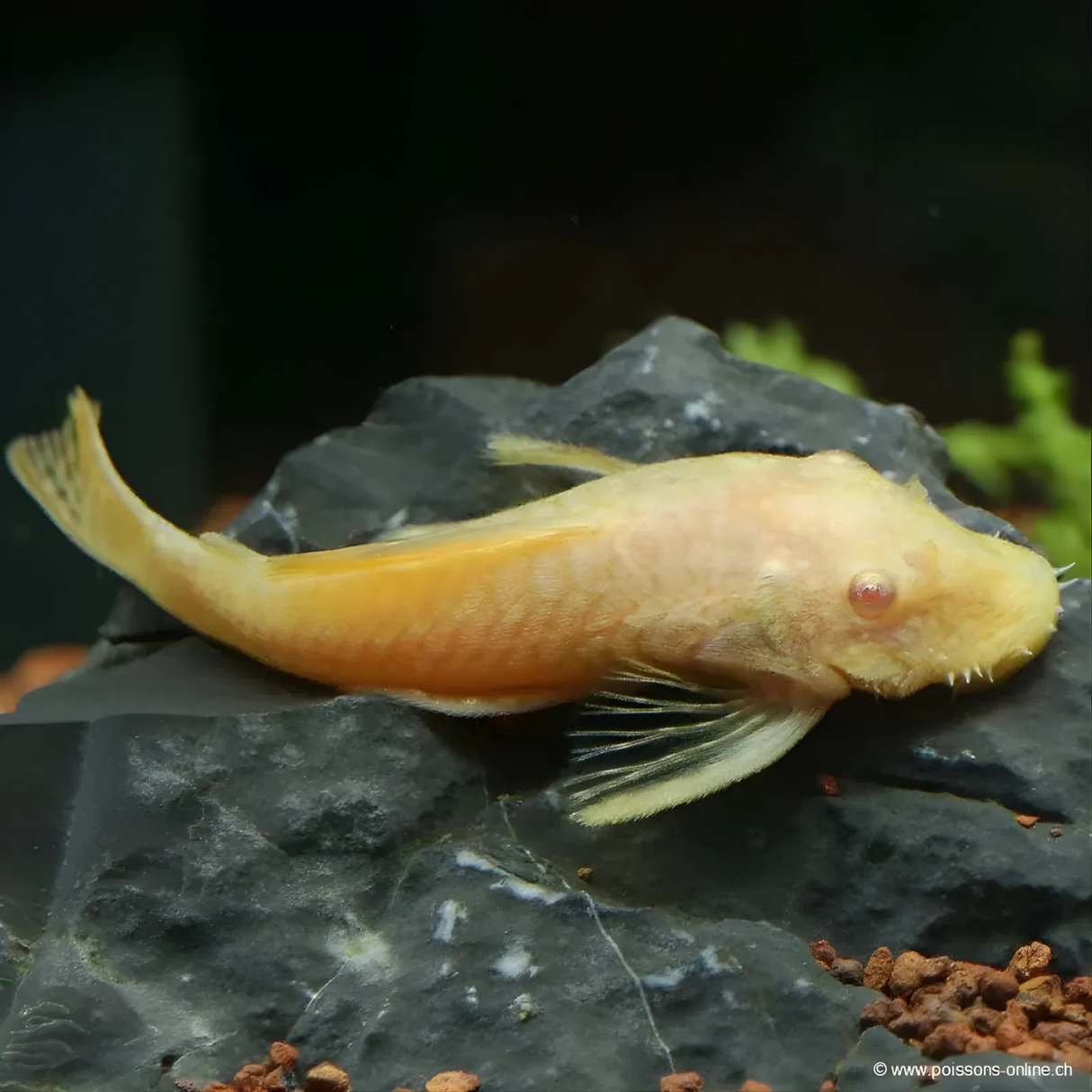 Bristlenose Pleco ಮೀನು | ಕಪ್ಪು | ಗಾತ್ರ 1" ರಿಂದ 1.5"
