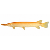Live Fish Golden Aligator Gar (12 Inch) | Single