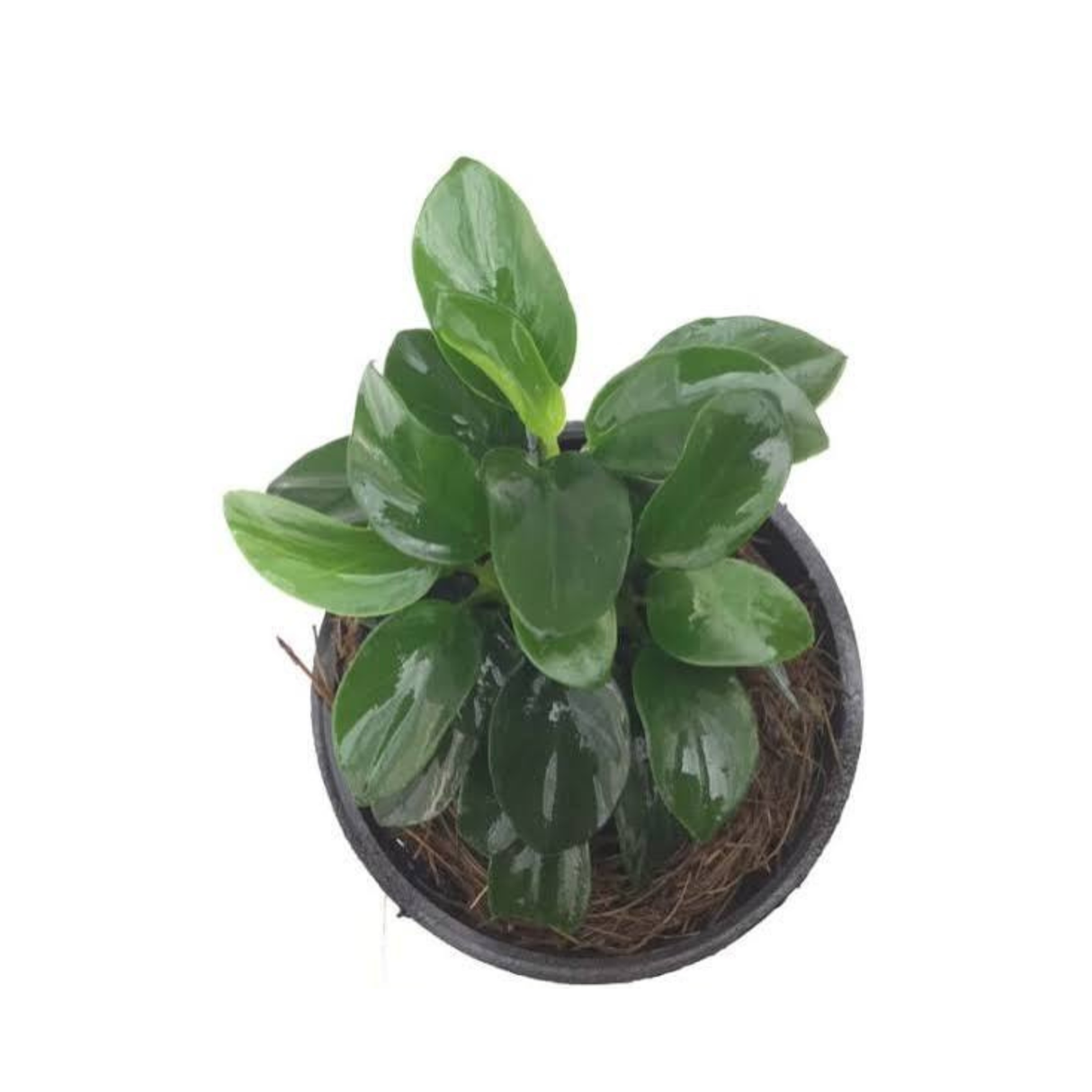 Sreepadma Anubias Nana Petite | Cup Plants
