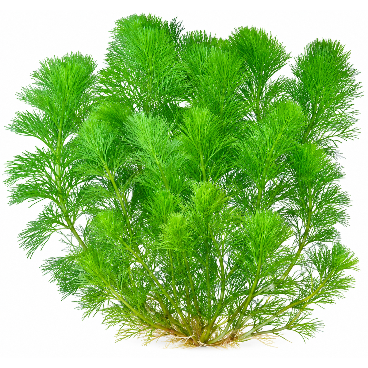 Sreepadma Limnophila Aquatica Dwarf | TC Live Plants