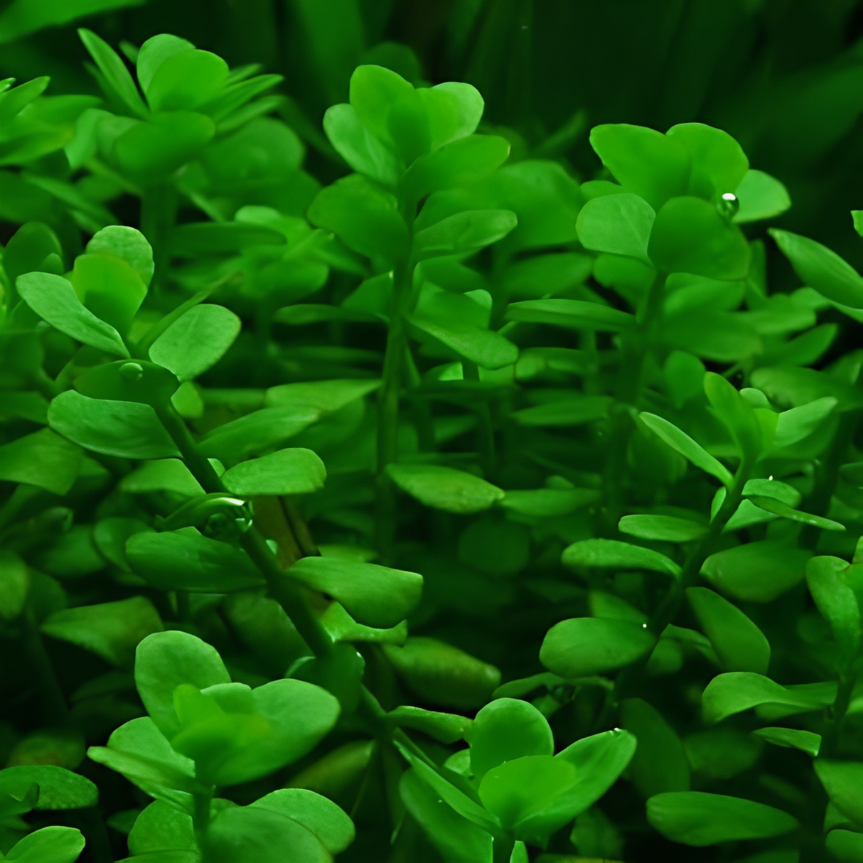 Sreepadma C7 Bacopa Monniera Green | TC Live Plant