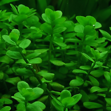 Sreepadma C7 Bacopa Monniera Green | TC Live Plant