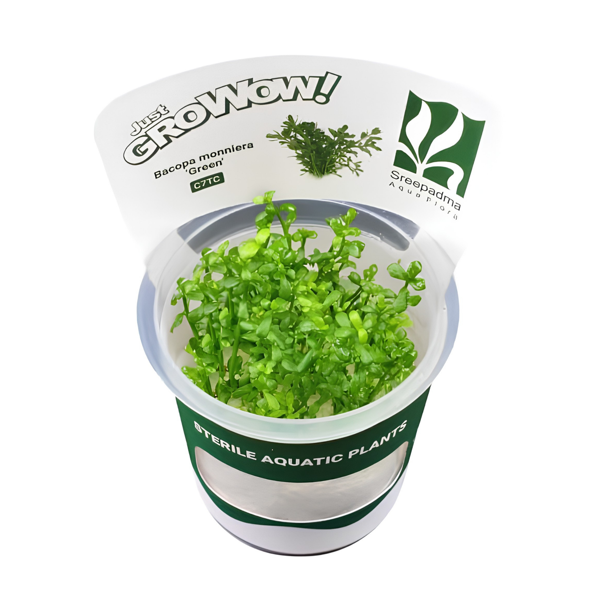 Sreepadma C7 Bacopa Monniera Green | TC Live Plant