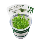 Sreepadma C7 Bacopa Monniera Green | TC Live Plant