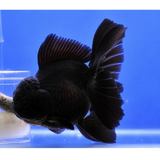 Live Fish Gold
