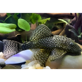 Bristlenose Pleco ಮೀನು | ಕಪ್ಪು | ಗಾತ್ರ 1" ರಿಂದ 1.5"