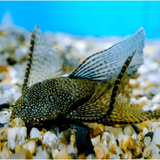 Bristlenose Pleco ಮೀನು | ಕಪ್ಪು | ಗಾತ್ರ 1" ರಿಂದ 1.5"