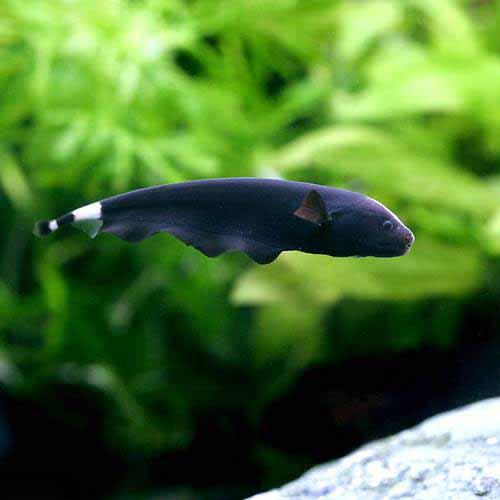 Black Ghost Knife Fish | 8-9 Inches | Single