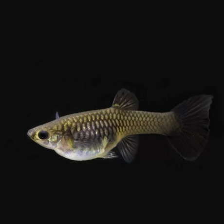 Guppy Moscow Black
