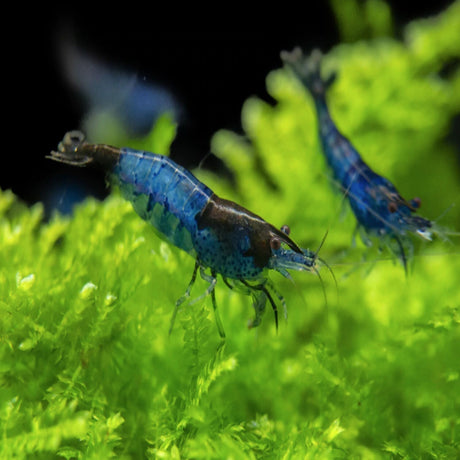 Live Fish Neocaridina Primary Color Shrimps Assorted (Pack Of 50)