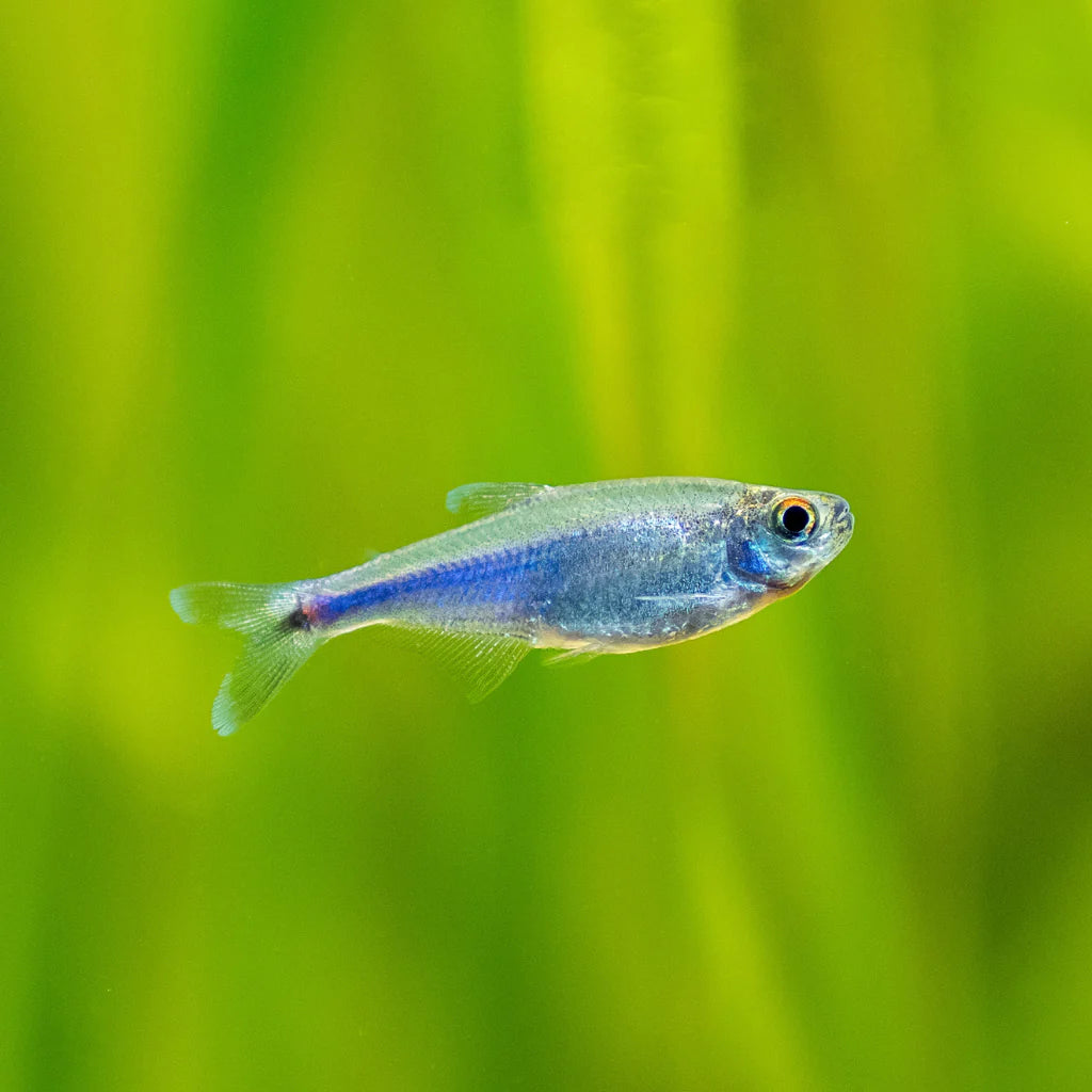 Blue King Tetra | Planted Tank Fish | Single