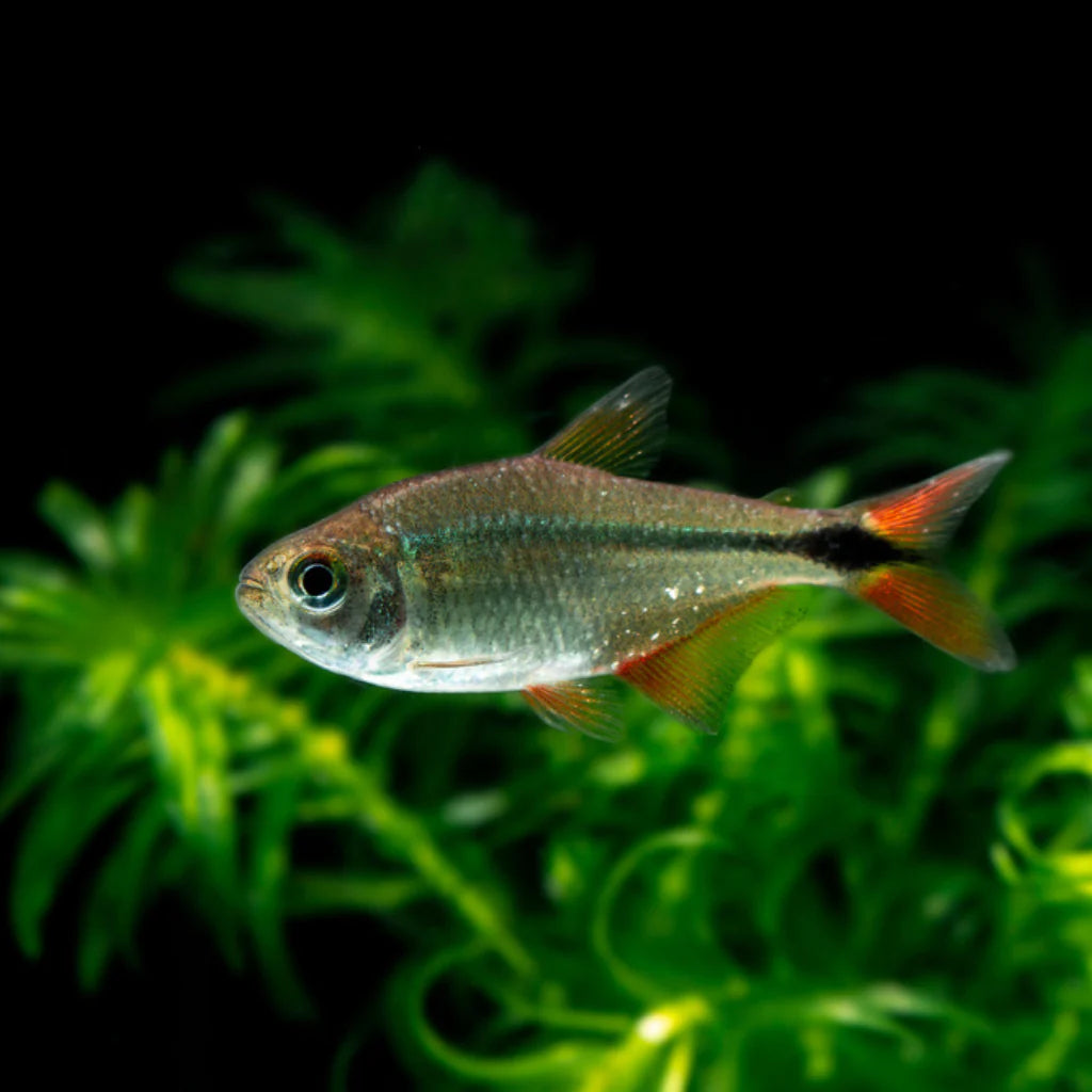 Buenos Aires Tetra | Planted Tank Fish | Single