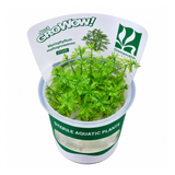 Sreepadma C73 Myriophyllum Mattogrossense | TC Live Plants