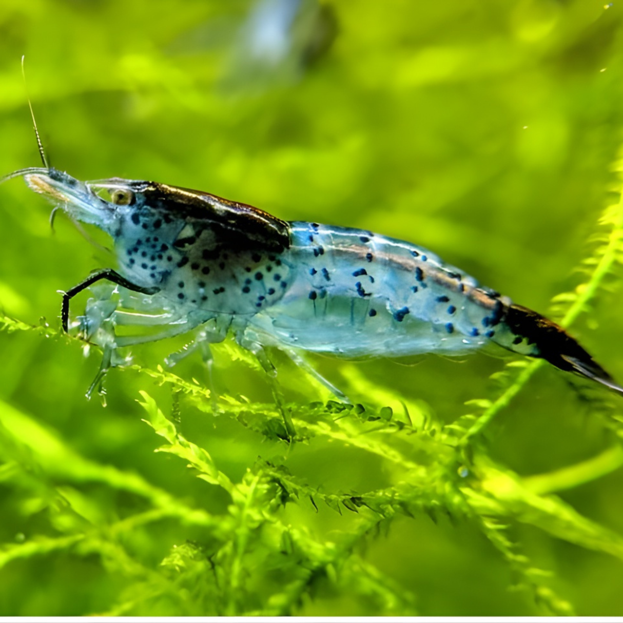 Live Carbon Rili Sparkling Shrimp | Single