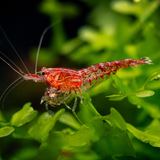 Red and white shrimp on green leaves with a blurred background