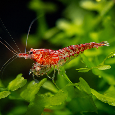 Red and white shrimp on green leaves with a blurred background