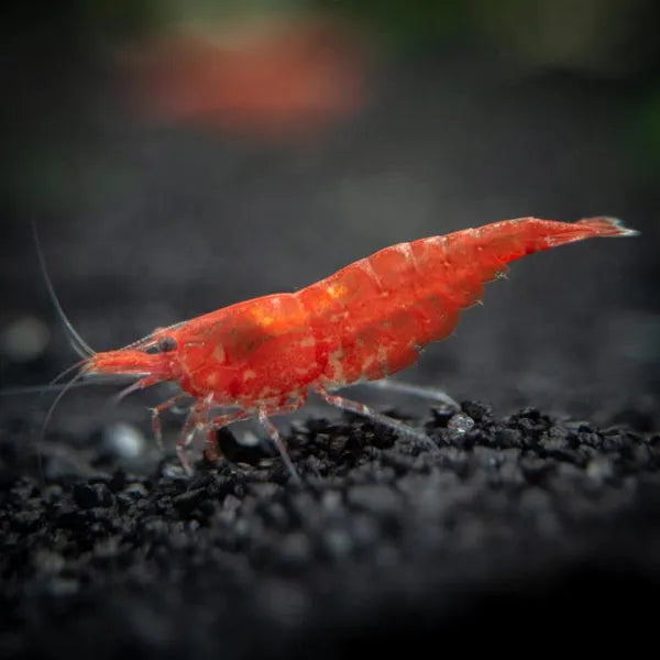 Shrimp Cherry Red | Single