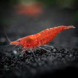 Shrimp Cherry Red | Single