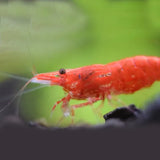 Shrimp Cherry Red | Single