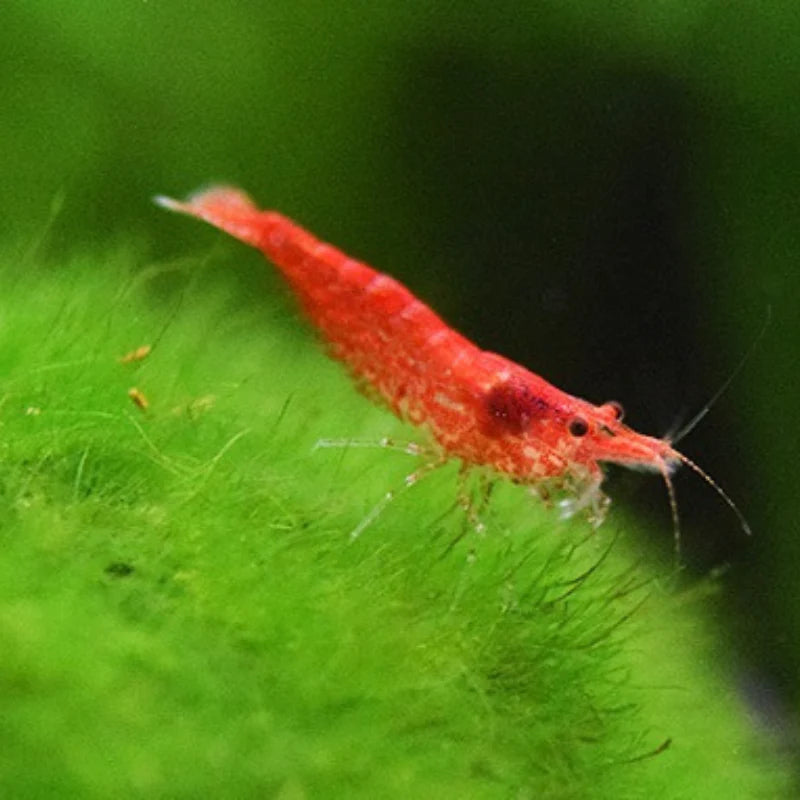 Shrimp Cherry Red | Single