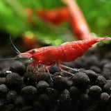 Shrimp Cherry Red | Single