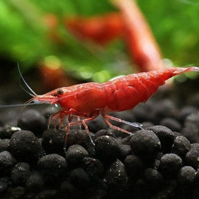 A single Cherry Red Shrimp with a vibrant red coloration, situated on a black gravel surface in an aquarium environment.