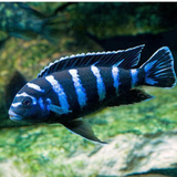 Random Cichlids (8-10Cms) | Single