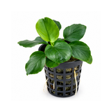 Sreepadma Anubias Coin Leaf | Pot Live Plants
