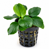 Sreepadma Anubias Coin Leaf | Pot Live Plants