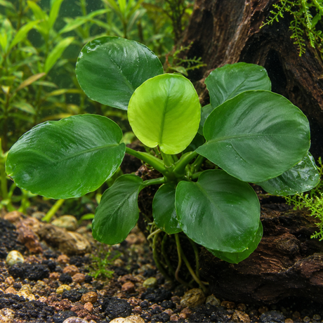 Sreepadma Anubias Coin Leaf | Pot Live Plants
