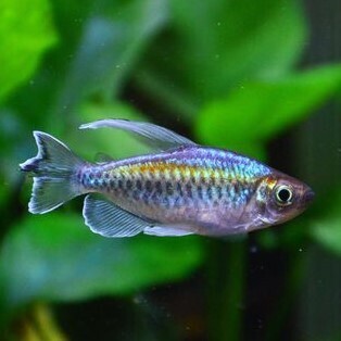 Live Fish Congo Tetra (2.5-3 Inches) | Single