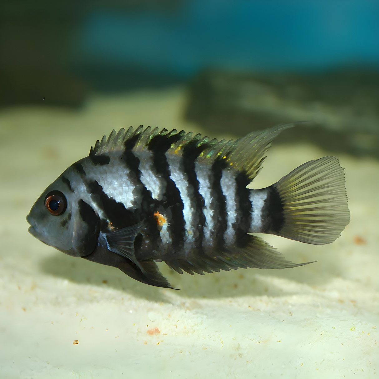 Live Fish Convict Cichlid | Single