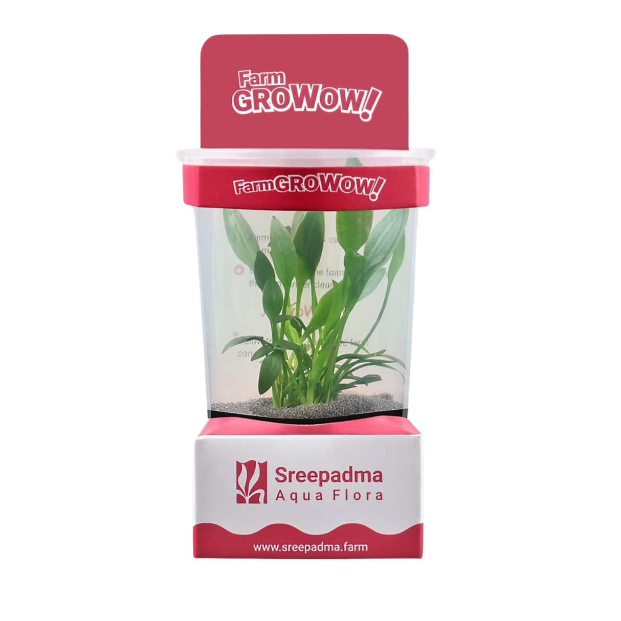 Sreepadma Cryptocoryne Lucens | Live Plants