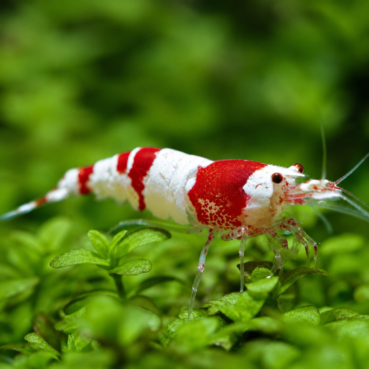 Live Fish Shrimp Crystal Red | Single