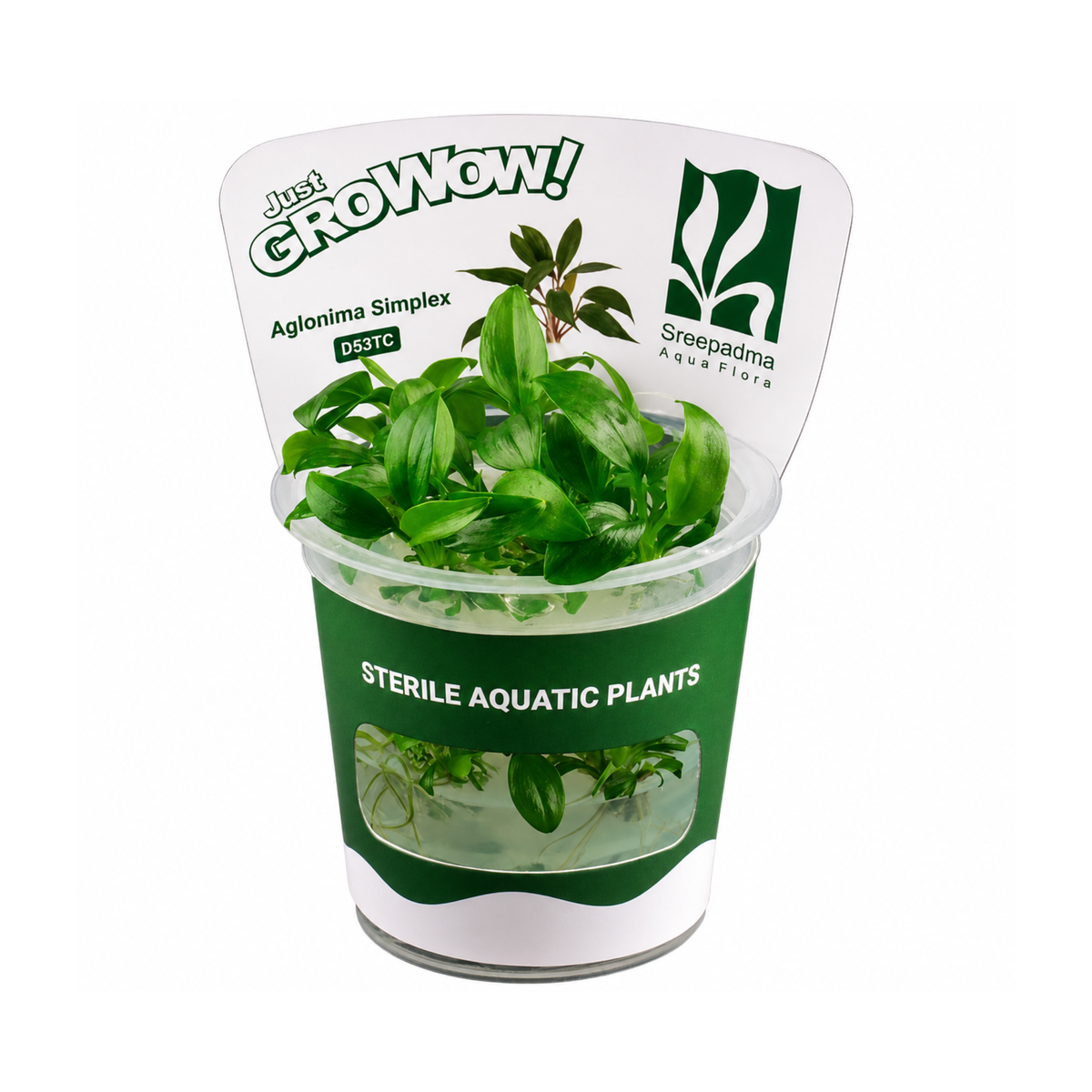 Sreepadma Aglaonema Simplex D53 | TC Live Plants