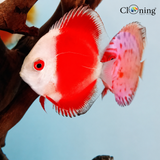 Live Fish Random Discus (6-7 Cms) | Single